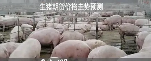 期货生猪2205指数是什么意思(生猪期货2209合约)_https://www.vyews.com_国际期货_第1张