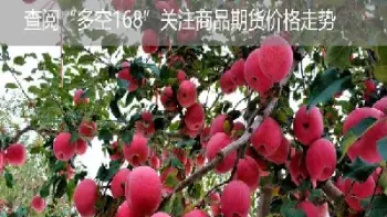 苹果1907期货(苹果1907期货合约)_https://www.vyews.com_期货品种_第1张